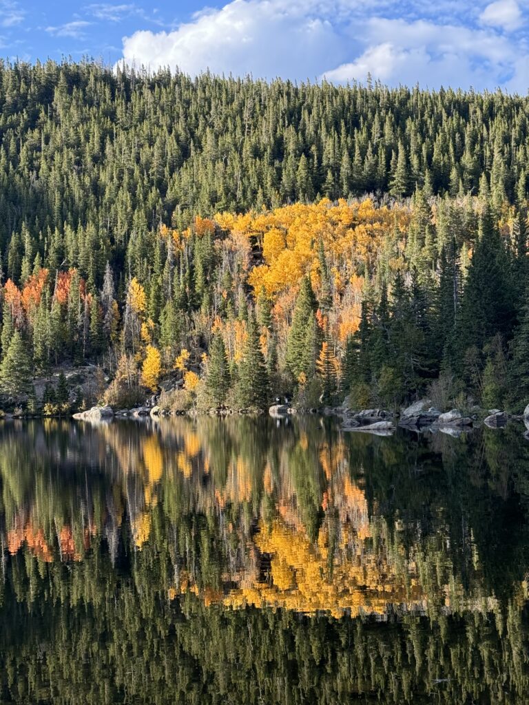 Aspens in Rocky Mountain National Park