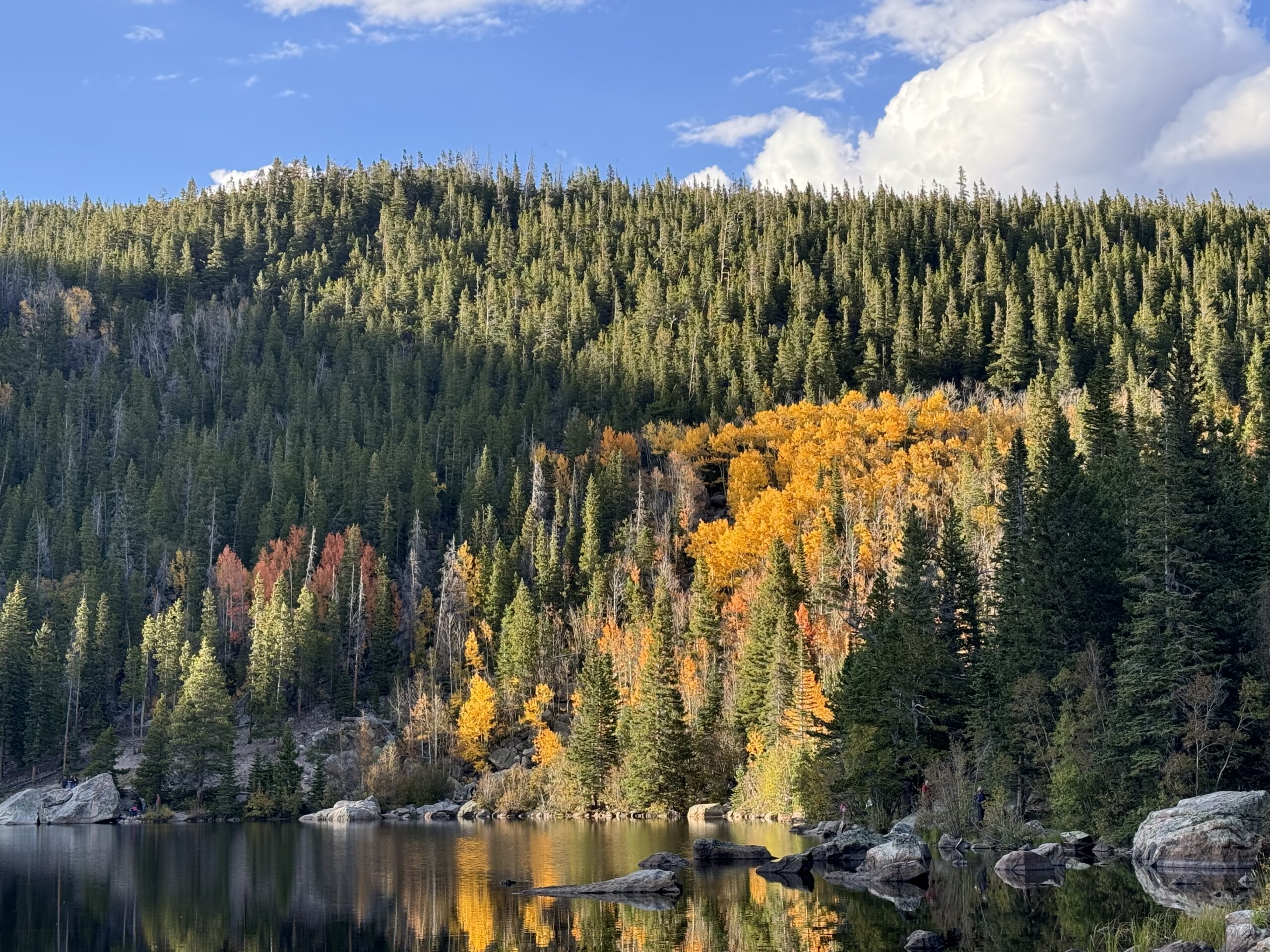 Aspens in RMNP