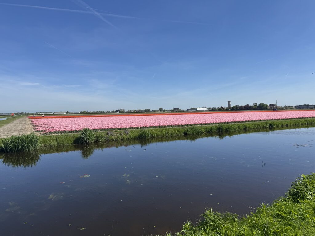 Tulip Fields outside of Keukenhof Garden